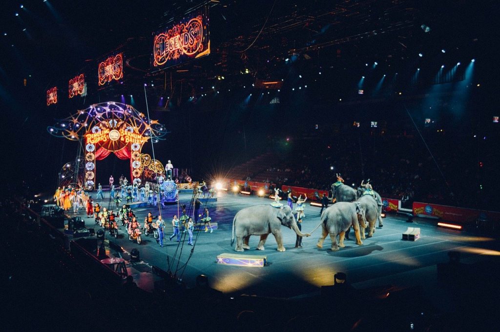 circus procession in arena with elephants and performers